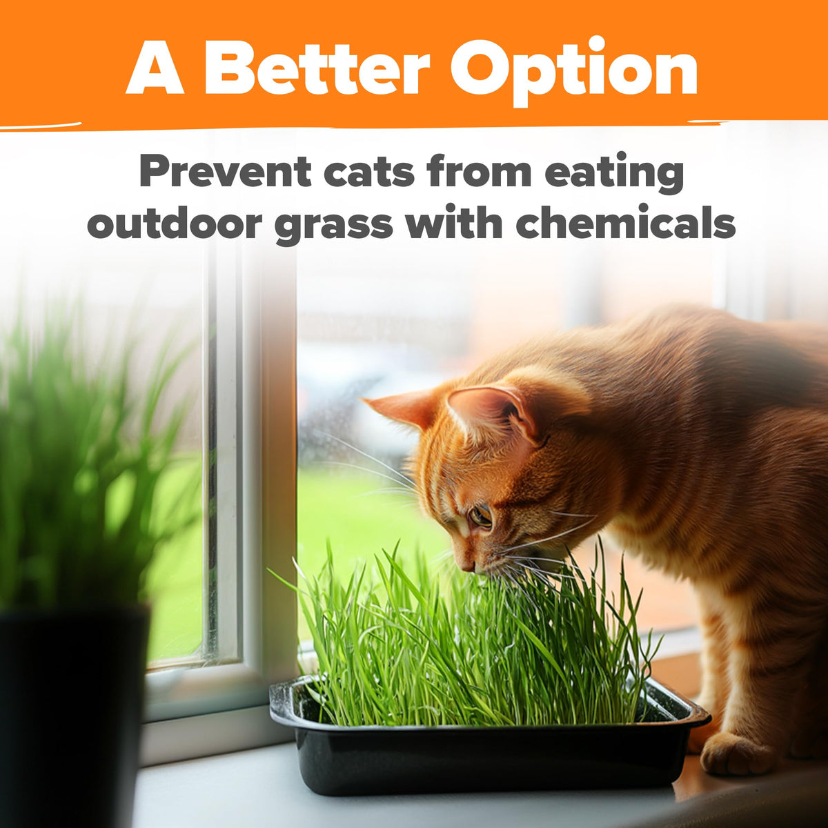 Organic Cat-Grass Seed Mix 4 oz U751415