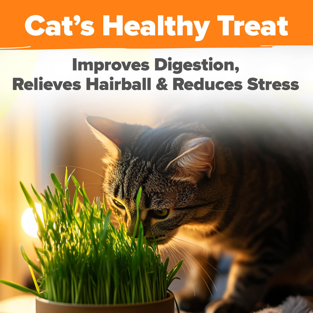 Organic Cat-Grass Seed Mix 4 oz U751415