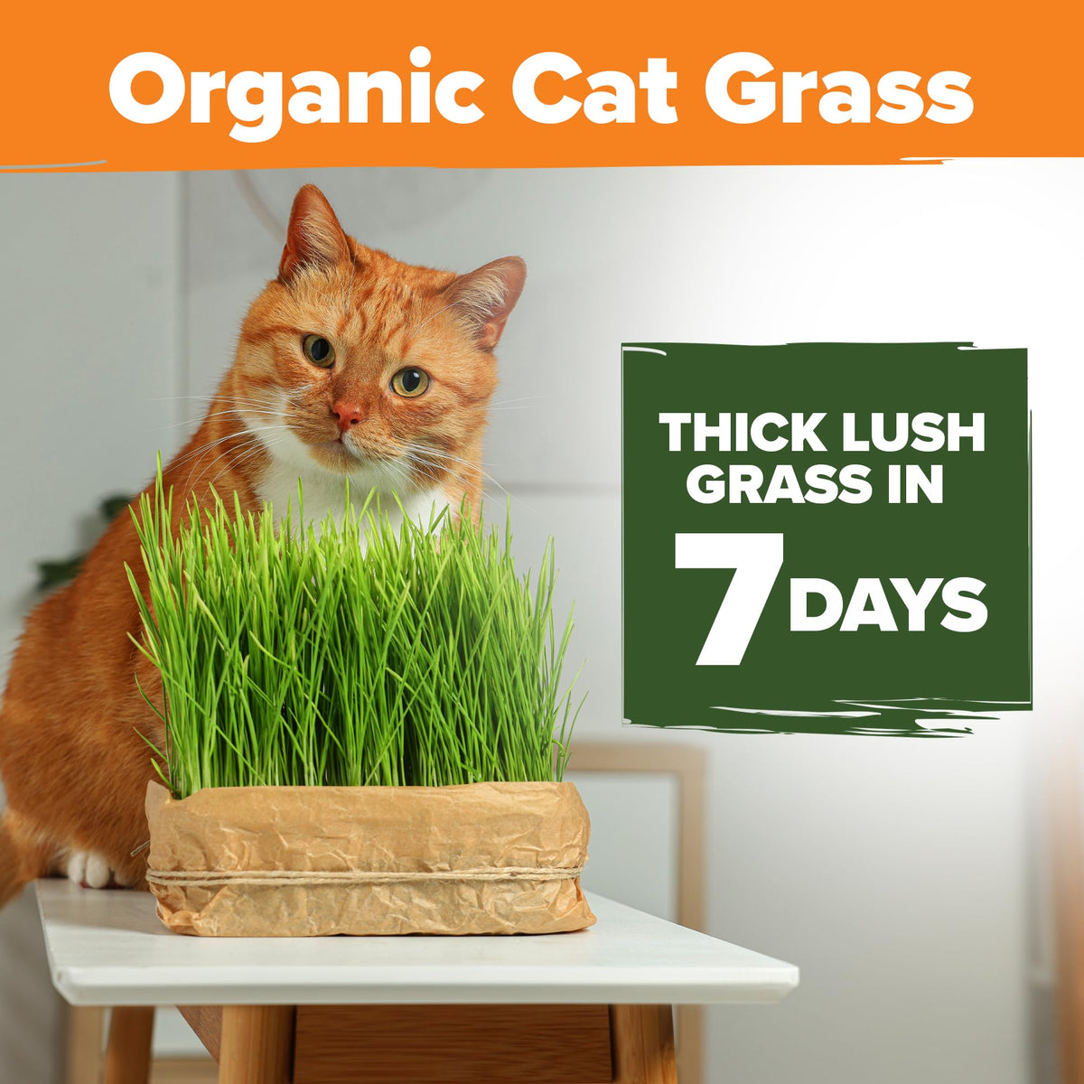 Organic Cat-Grass Seed Mix 4 oz U751415
